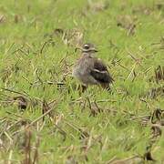 Eurasian Stone-curlew