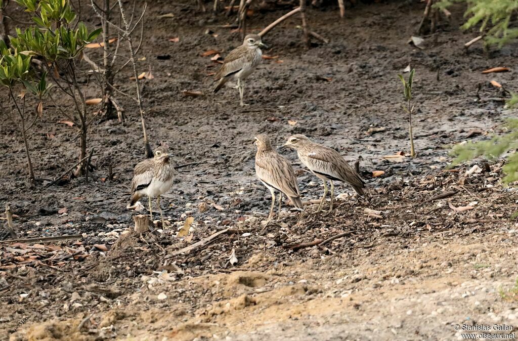 Senegal Thick-kneeadult