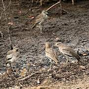 Senegal Thick-knee