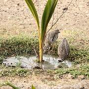 Senegal Thick-knee