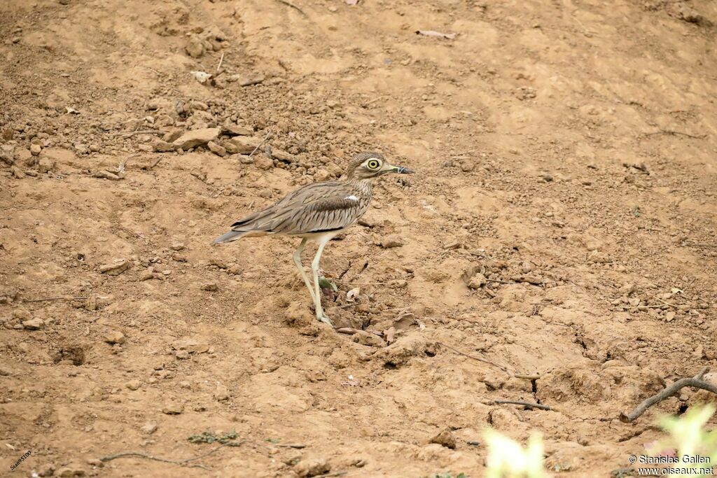 Senegal Thick-kneeadult, walking