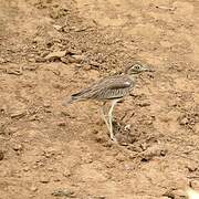 Senegal Thick-knee