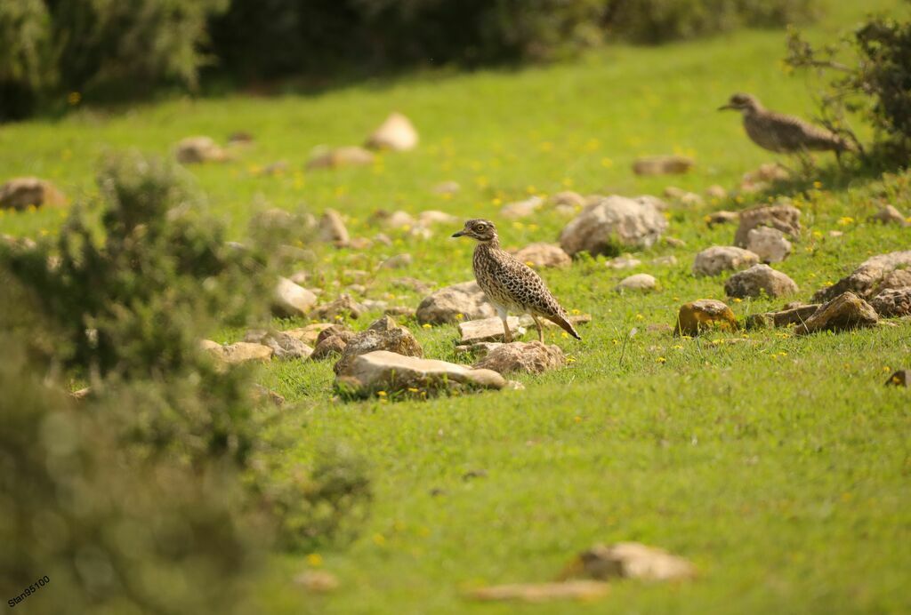 Spotted Thick-kneeadult, walking