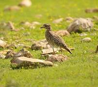 Spotted Thick-knee