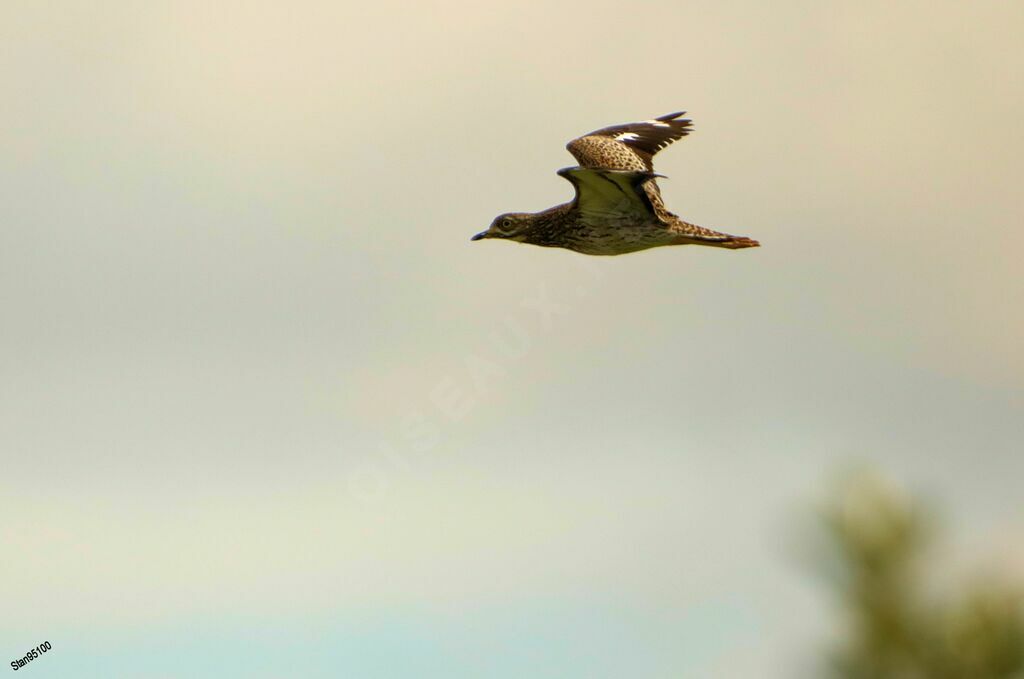 Spotted Thick-kneeadult, Flight