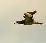 Spotted Thick-knee