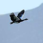 Spur-winged Goose