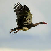 Spur-winged Goose