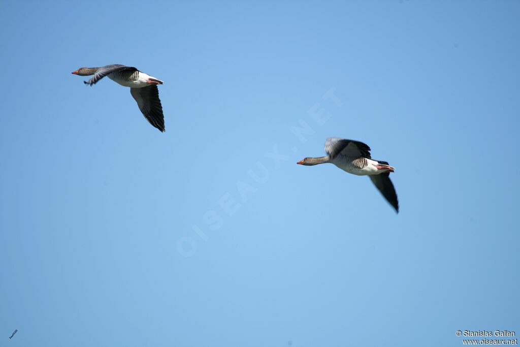 Greylag Gooseadult breeding