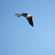 Greylag Goose