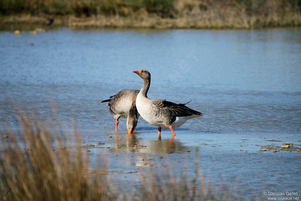 Greylag Gooseadult breeding