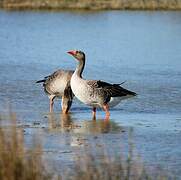 Greylag Goose