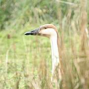 Swan Goose