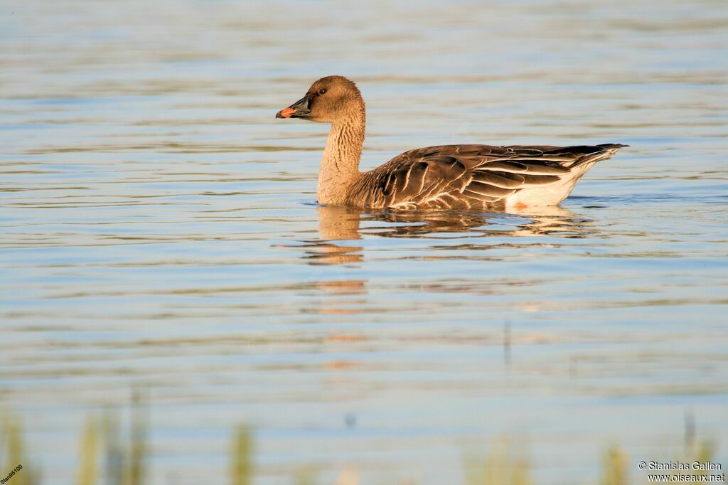 Taiga Bean Goose