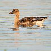 Taiga Bean Goose