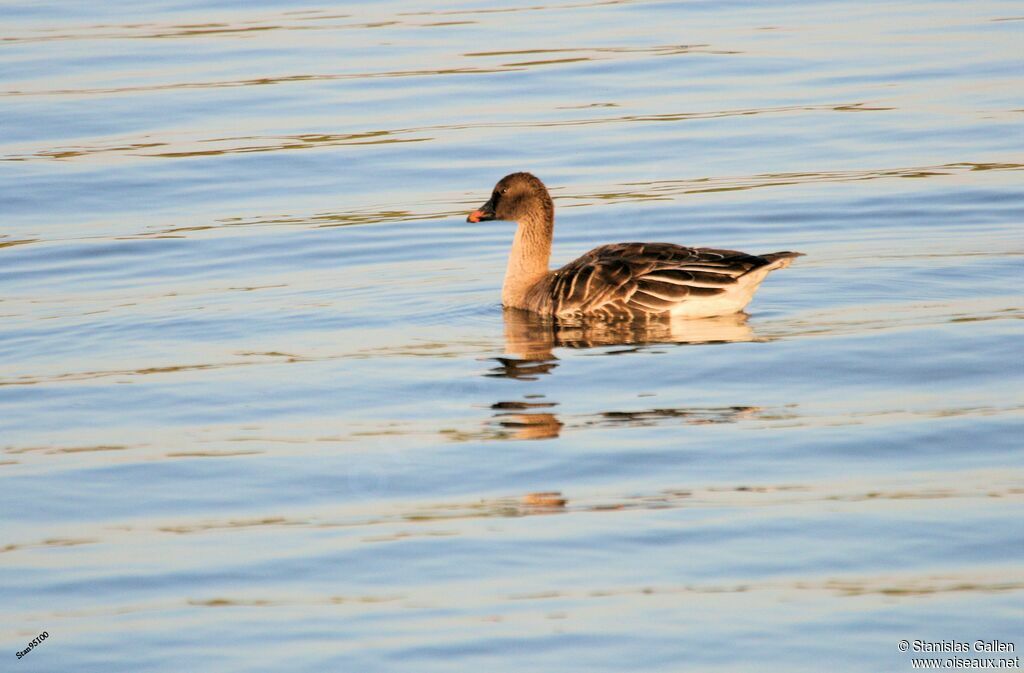 Taiga Bean Gooseadult, swimming