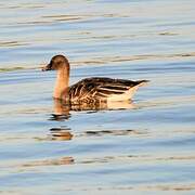 Taiga Bean Goose