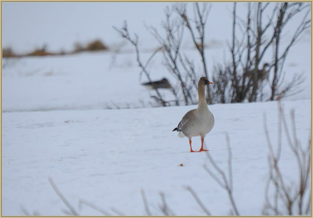 Taiga Bean Gooseadult, walking