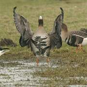 Greater White-fronted Goose