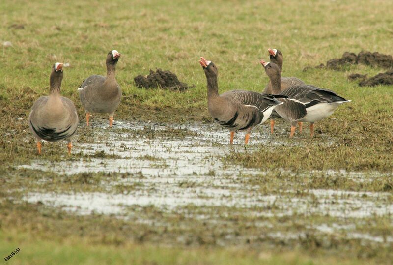 Greater White-fronted Goose, walking