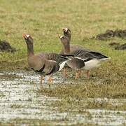 Greater White-fronted Goose