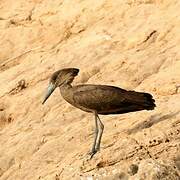 Hamerkop