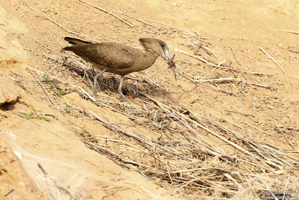 Hamerkopadult breeding, Reproduction-nesting