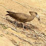 Hamerkop