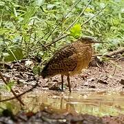 White-crested Tiger Heron