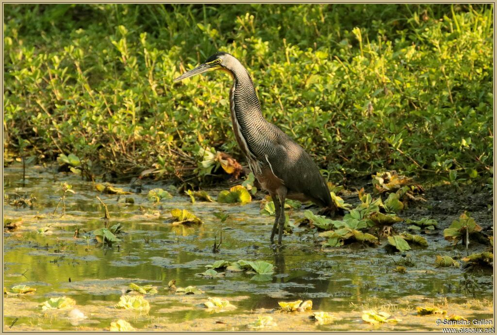 Onoré du Mexiqueadulte, pêche/chasse