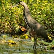 Bare-throated Tiger Heron