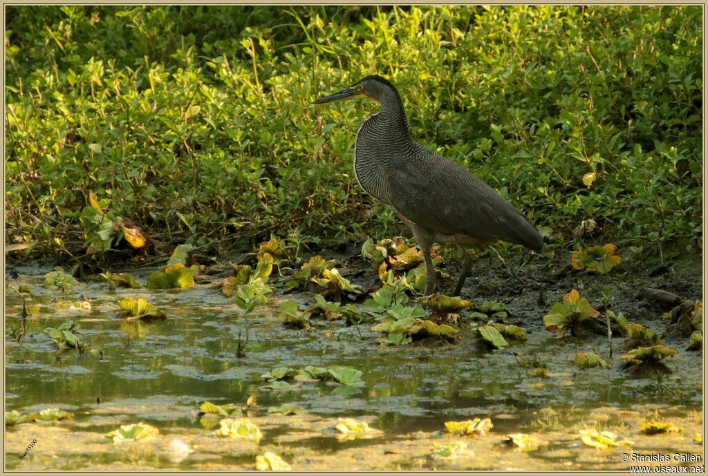 Bare-throated Tiger Heron