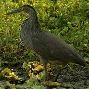 Bare-throated Tiger Heron