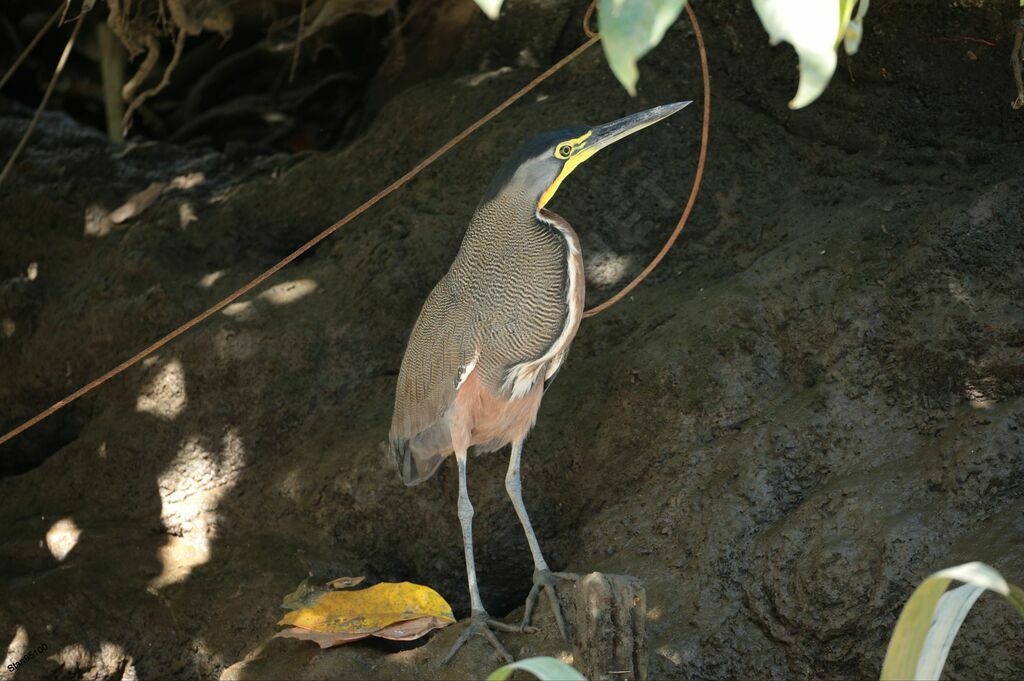 Bare-throated Tiger Heronadult, close-up portrait