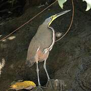 Bare-throated Tiger Heron