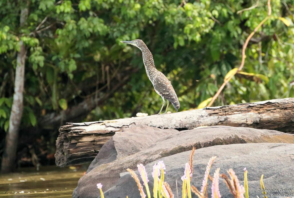 Onoré fasciéimmature