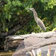 Fasciated Tiger Heron