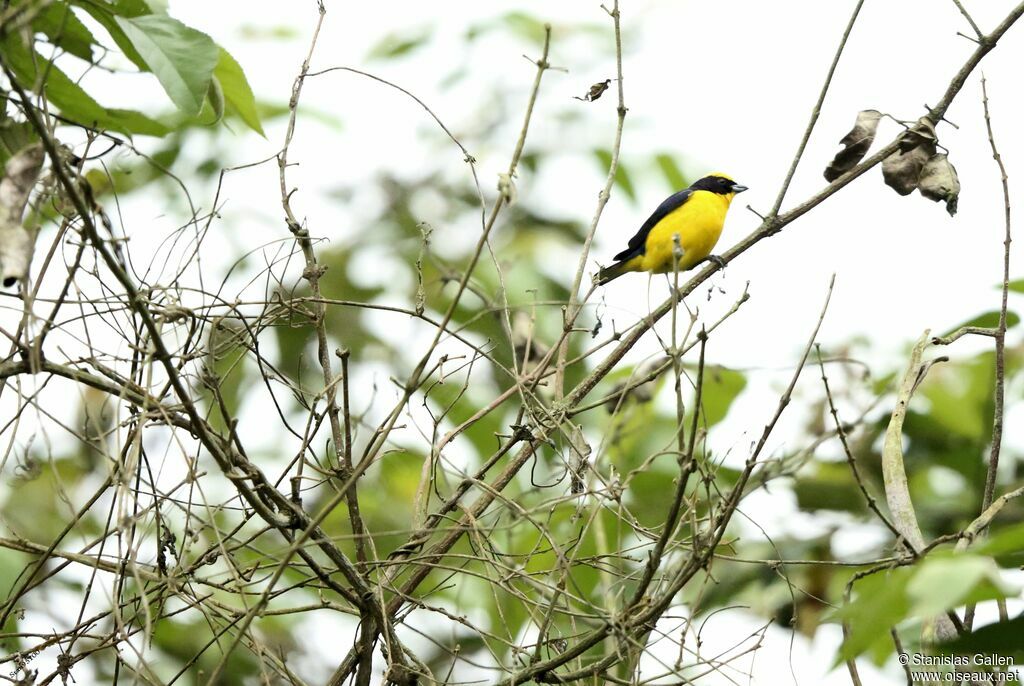 Thick-billed Euphonia male adult breeding