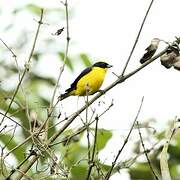 Thick-billed Euphonia