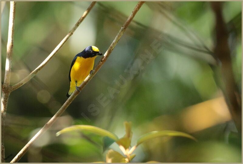 Thick-billed Euphonia male adult breeding