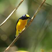 Thick-billed Euphonia