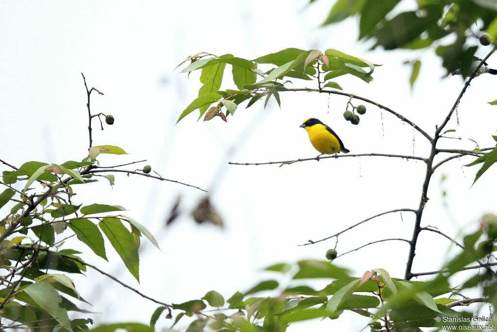 Thick-billed Euphonia male adult breeding