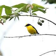 Thick-billed Euphonia