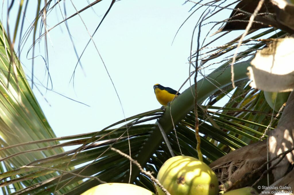 Thick-billed Euphonia male adult