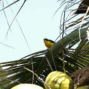 Thick-billed Euphonia