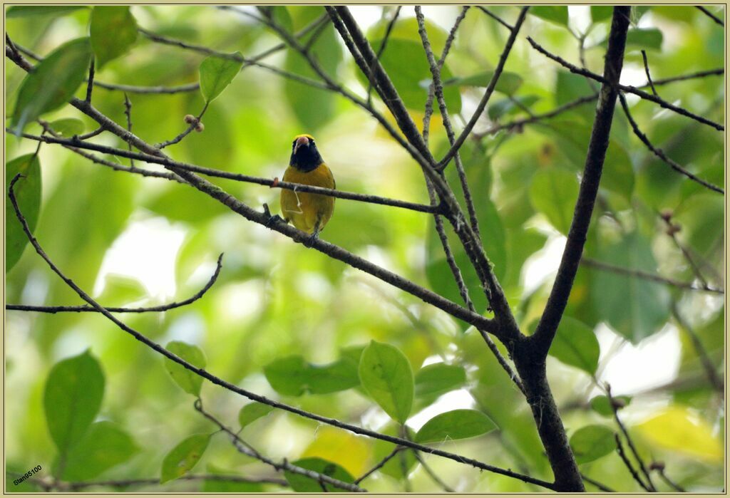 Yellow-crowned Euphoniaimmature