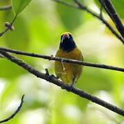 Yellow-crowned Euphonia