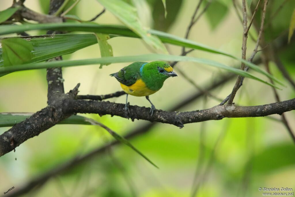 Blue-naped Chlorophonia male adult breeding