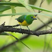 Blue-naped Chlorophonia