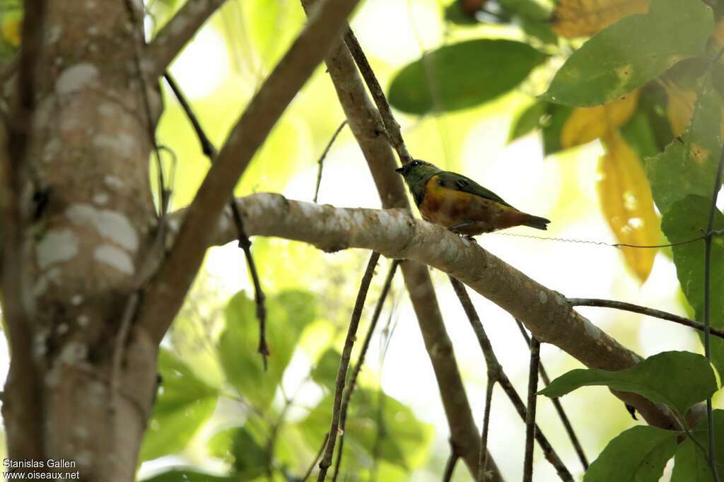 Chestnut-breasted Chlorophonia male adult breeding